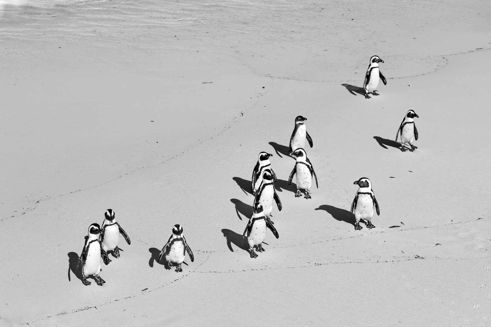 Zum schwarzweißen Freitag:  Die Pinguin-Elf  ...