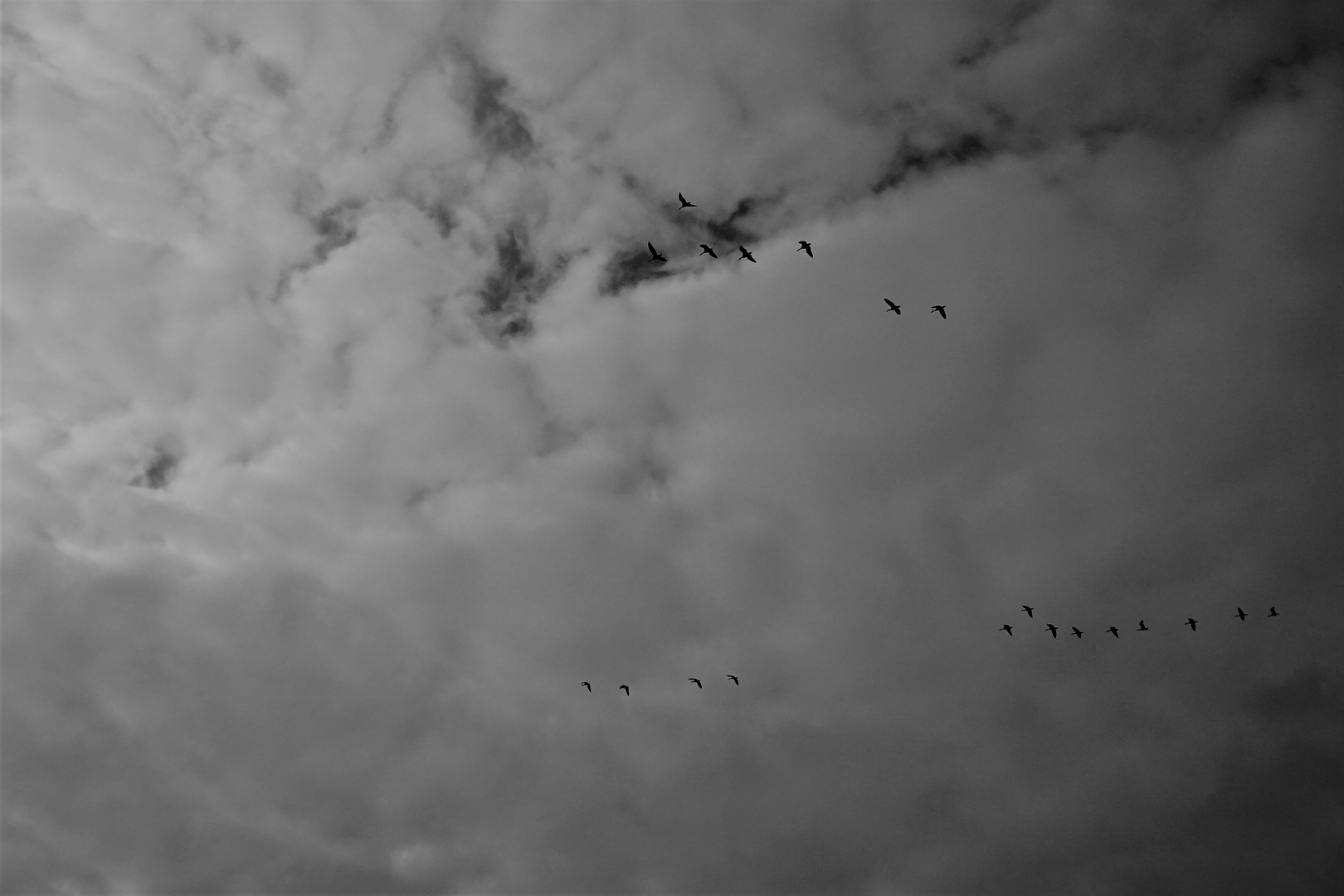 Zum Schwarzweißen Freitag - Ziehende Wolken und Vögel