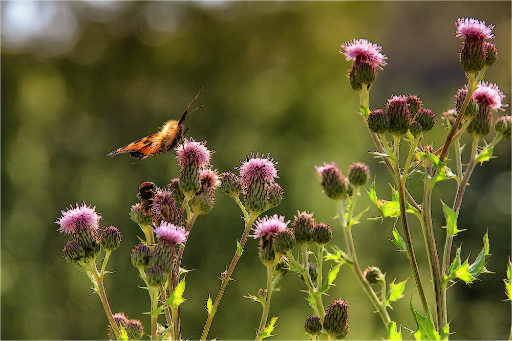 ZUM SOMMERANFANG