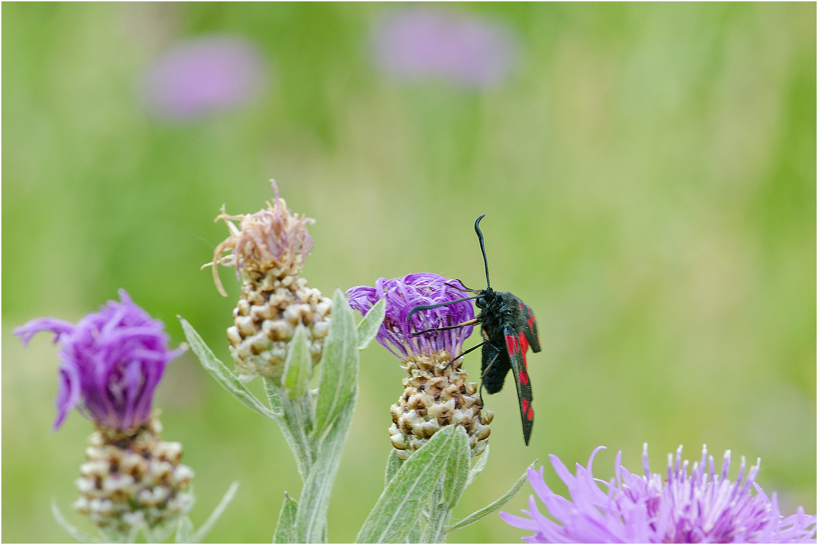 Zum Sommeranfang . . .