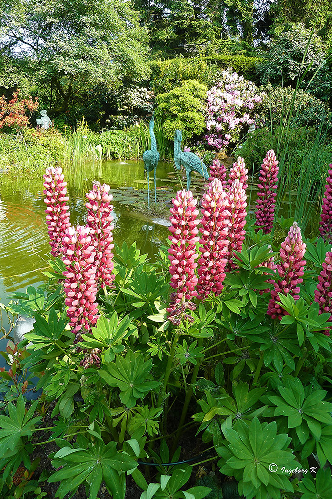 Zum Sommeranfang: ein Blumengruß aus meinem Garten - Lupinien am Teich