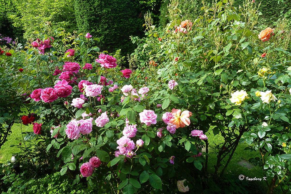 Zum Sommeranfang: Rosen aus meinem Garten