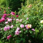 Zum Sommeranfang: Rosen aus meinem Garten
