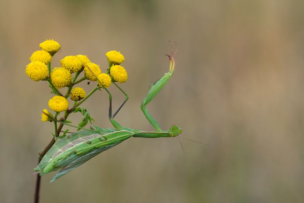 Zum Sommerausklang - Europäische Gottesanbeterin - Mantis religiosa - 