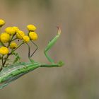 Zum Sommerausklang - Europäische Gottesanbeterin - Mantis religiosa - 