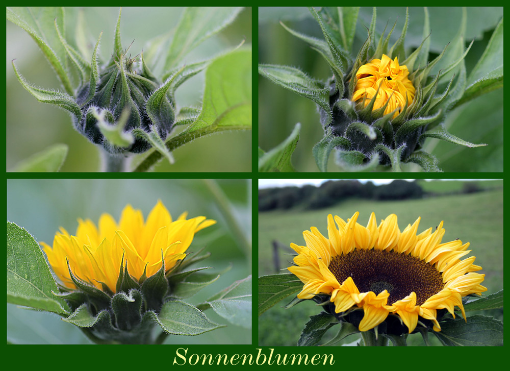 Zum Sommerende Sonnenblumen