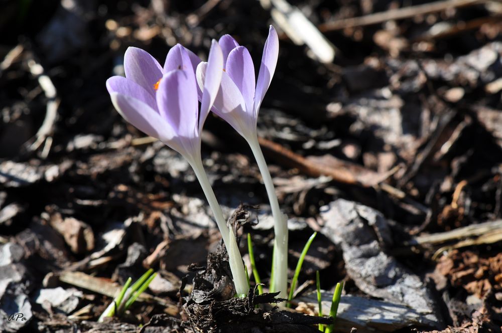 Zum Sonnenlicht...