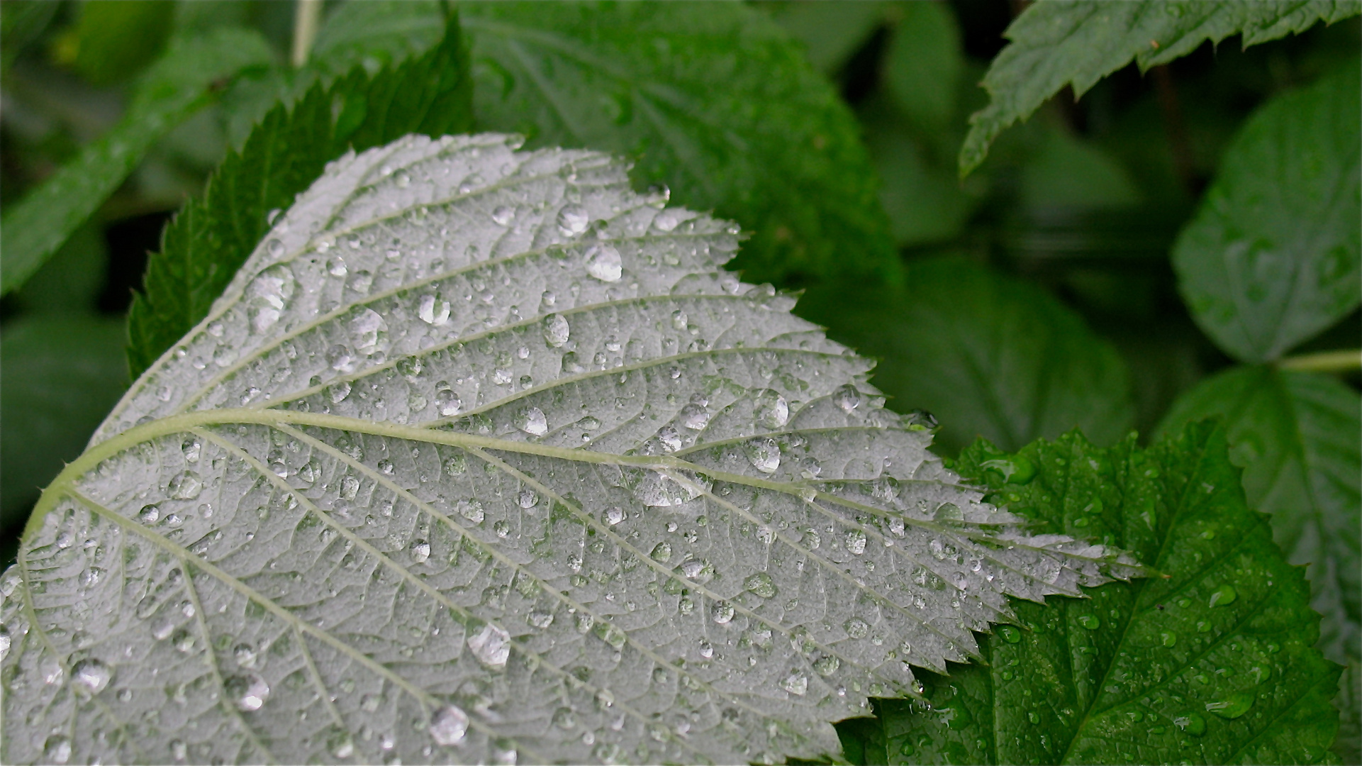 Zum Sonntag edle Tropfen - in diesem Fall Himbeerwasser