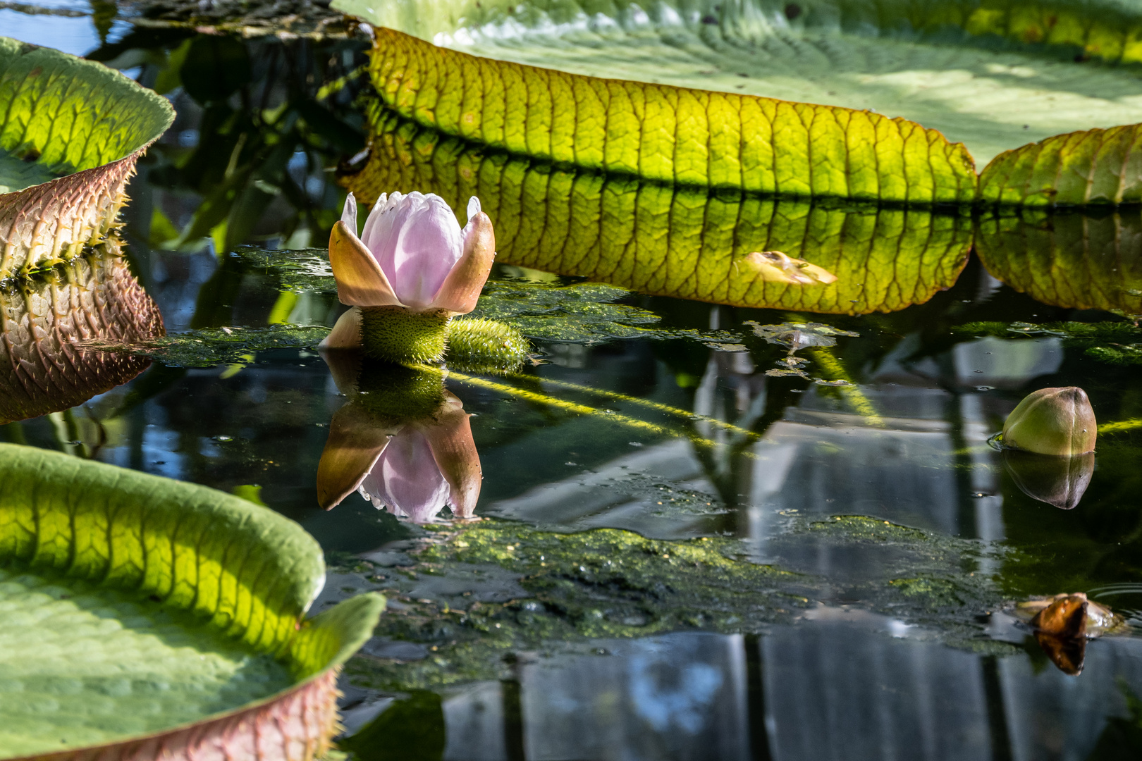 zum Sonntag ein Blümchen - DSC_2666