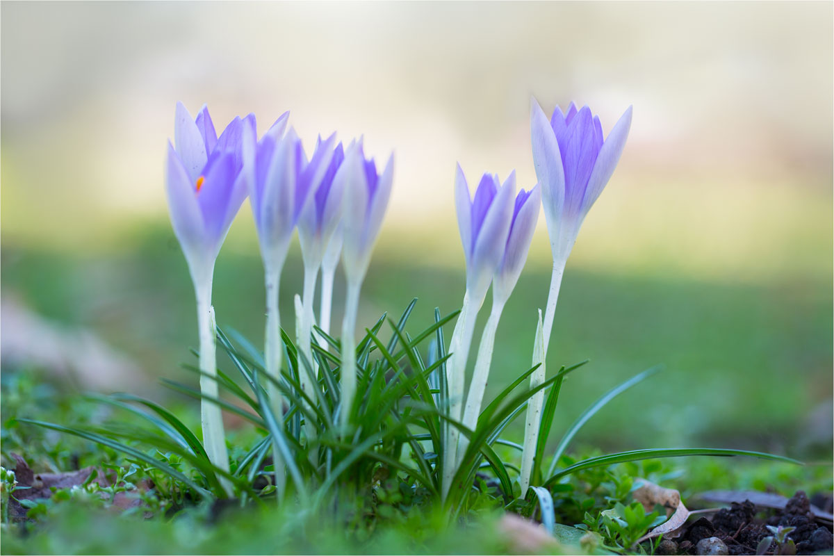 Zum Sonntag ein Frühlingsgruß