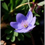 - Zum Sonntag ein Leberblümchen - ( Hepatica nobilis )