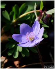 - Zum Sonntag ein Leberblümchen - ( Hepatica nobilis )