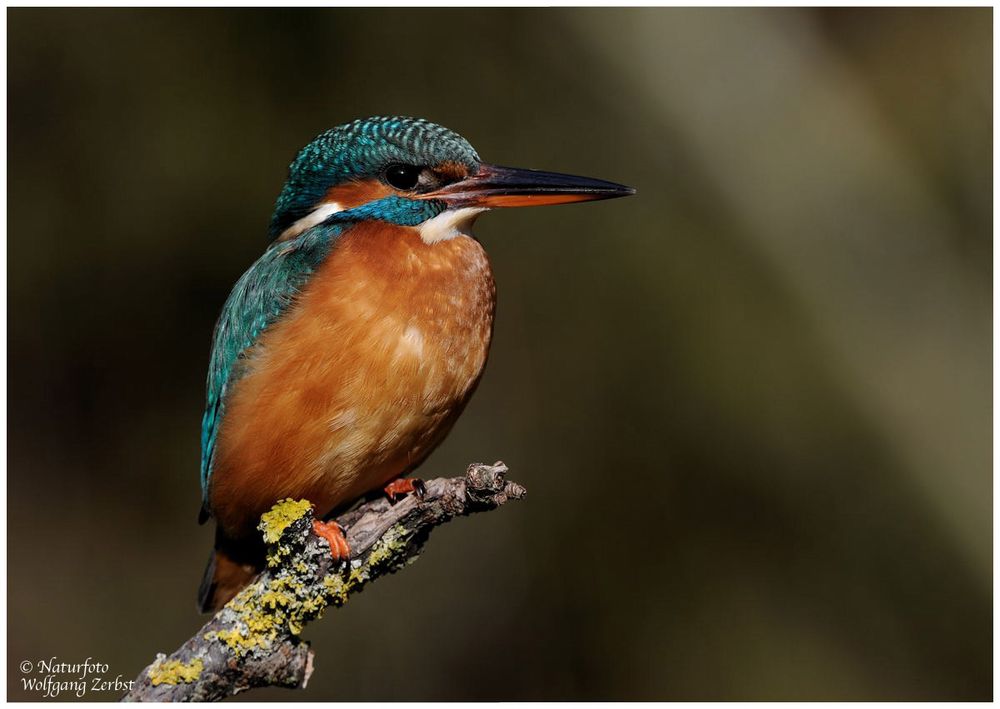 " Zum Sonntag eine Eisvogel-Lady im besten Sonnenlicht "