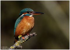 " Zum Sonntag eine Eisvogel-Lady im besten Sonnenlicht "