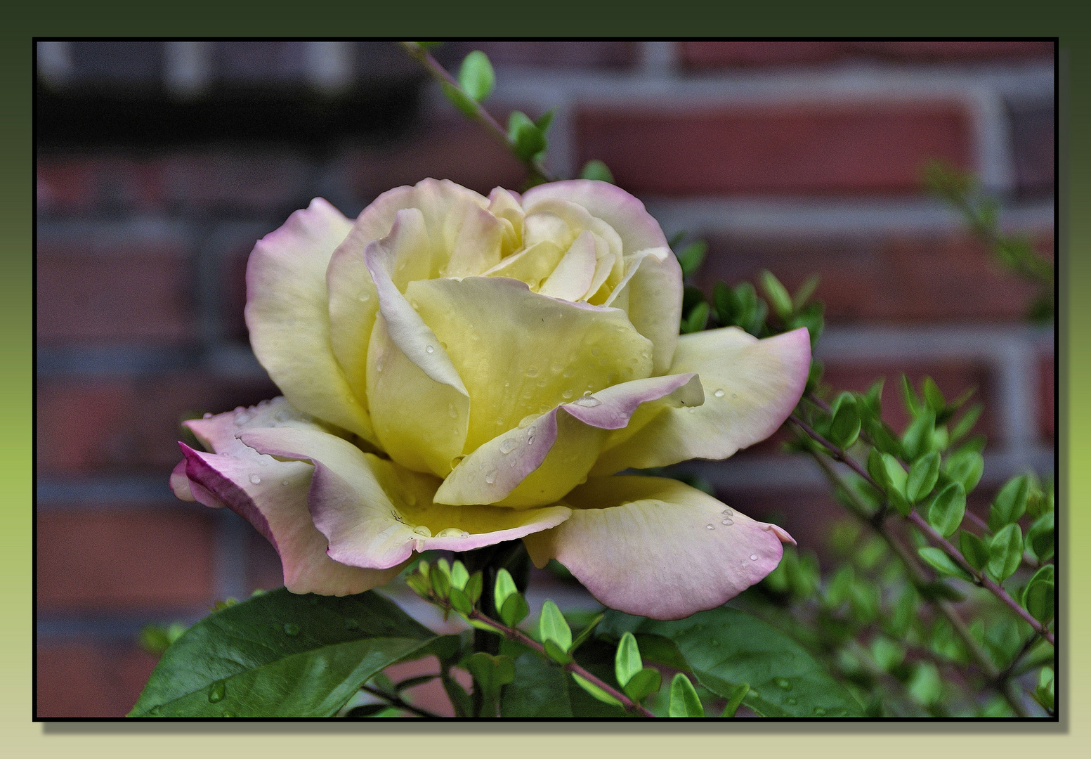 Zum Sonntag eine Rose