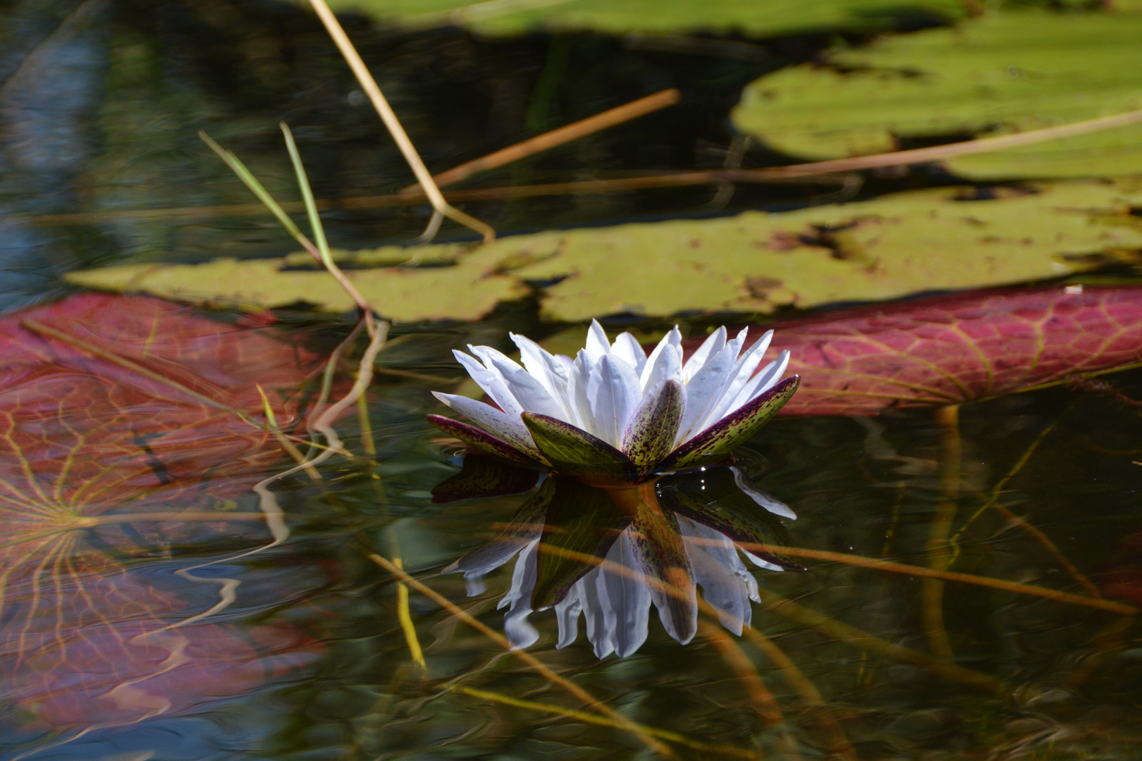 Zum Sonntag eine schöne Blume