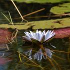 Zum Sonntag eine schöne Blume