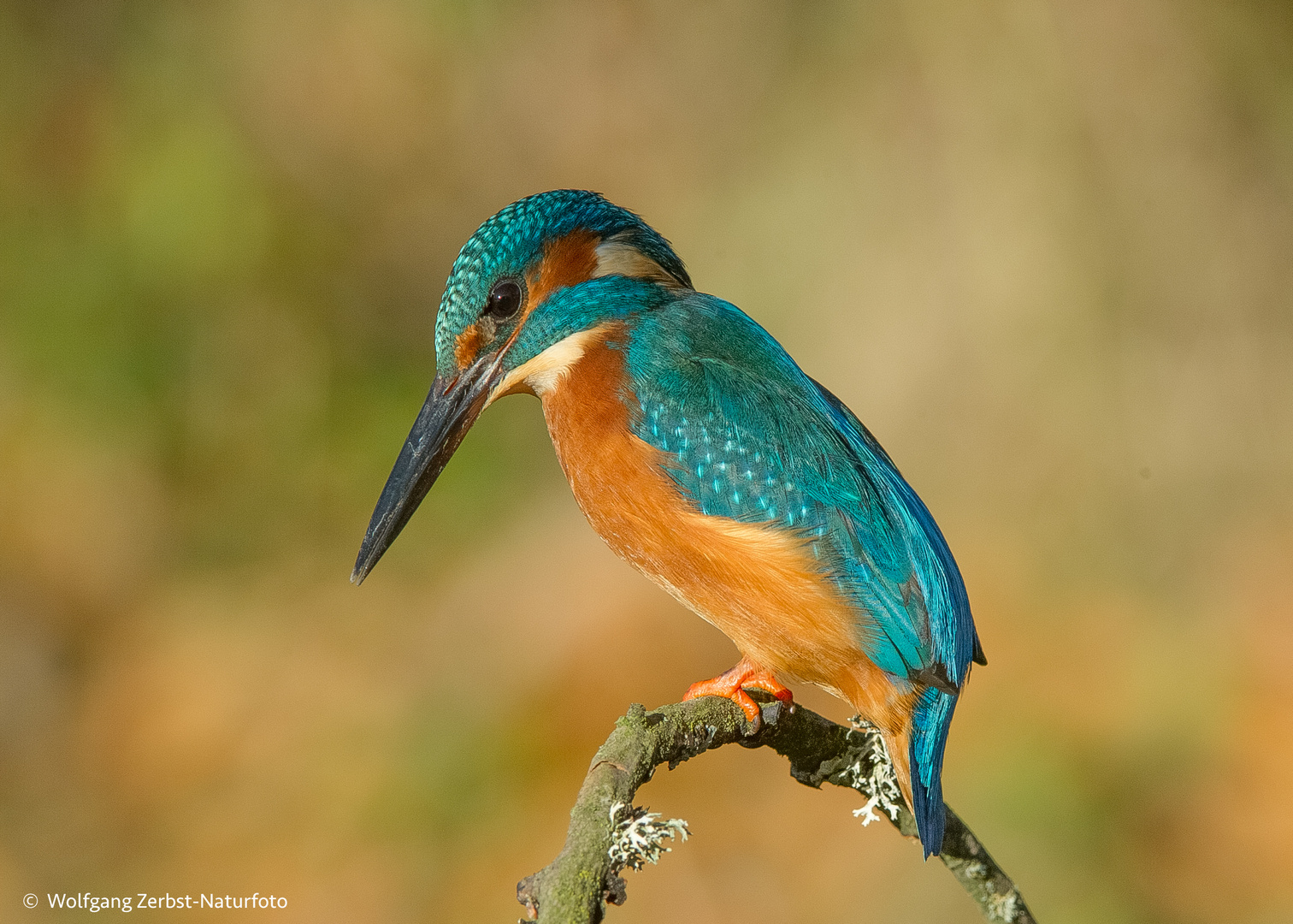   -- Zum Sonntag einen Eisvogel --