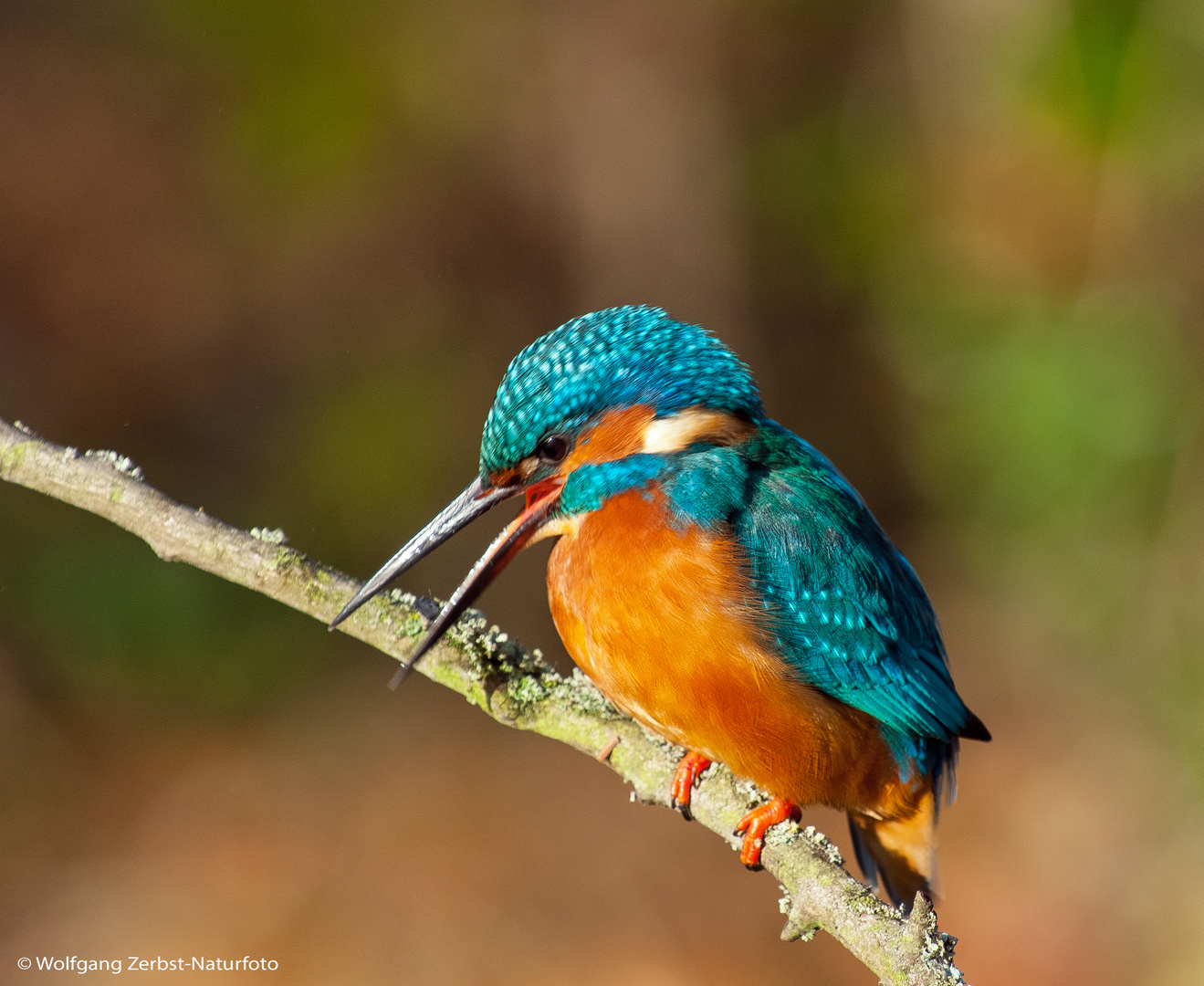 Zum Sonntag einen Eisvogel bei Sonnenschein