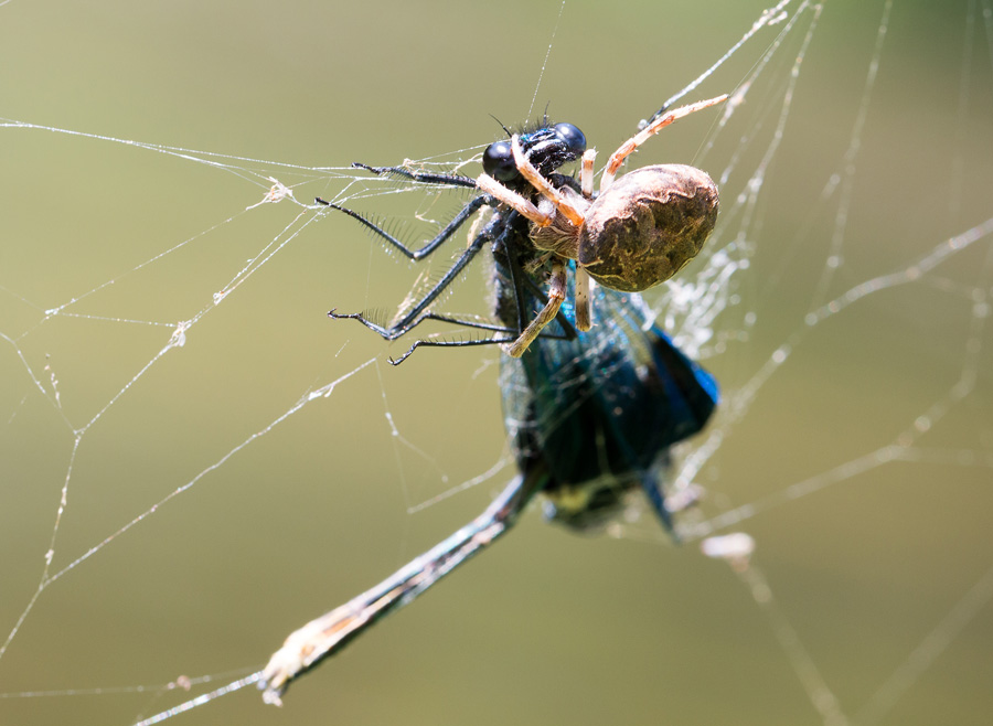 Zum Sonntag gab's Libelle_01