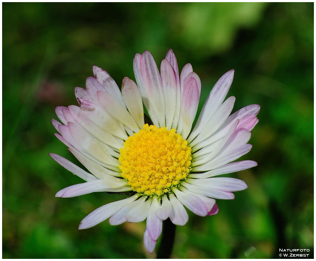 - Zum Sonntag Gänseblümchen Nr. 1 - ( Bellis perennis )