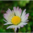 - Zum Sonntag Gänseblümchen Nr. 1 - ( Bellis perennis )