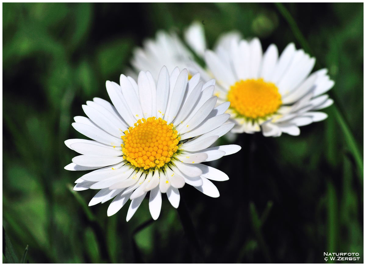 - Zum Sonntag Gänseblümchen Nr. 2 -    ( Bellis perennis )