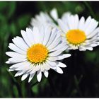 - Zum Sonntag Gänseblümchen Nr. 2 -    ( Bellis perennis )