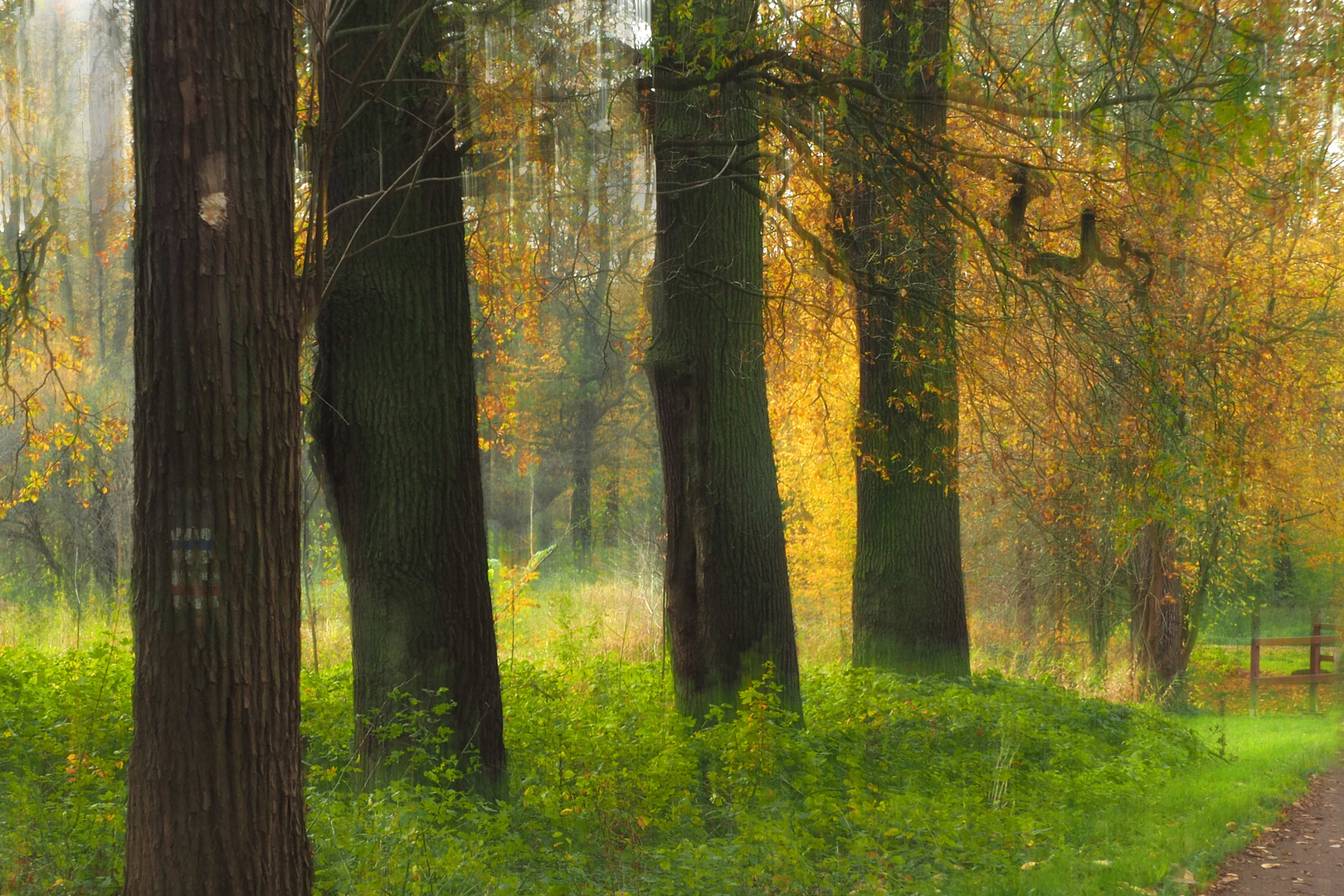 Zum Sonntag habe ich den Herbstwald gewischt