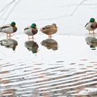 Zum Spiegeltag am 12.01.2021