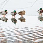 Zum Spiegeltag am 12.01.2021