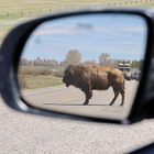 Zum Spiegeltag ein Bison im Rückspiegel