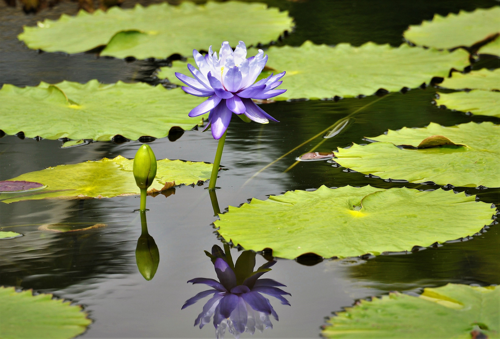 Zum Spiegeltag eine blaue Seerose 