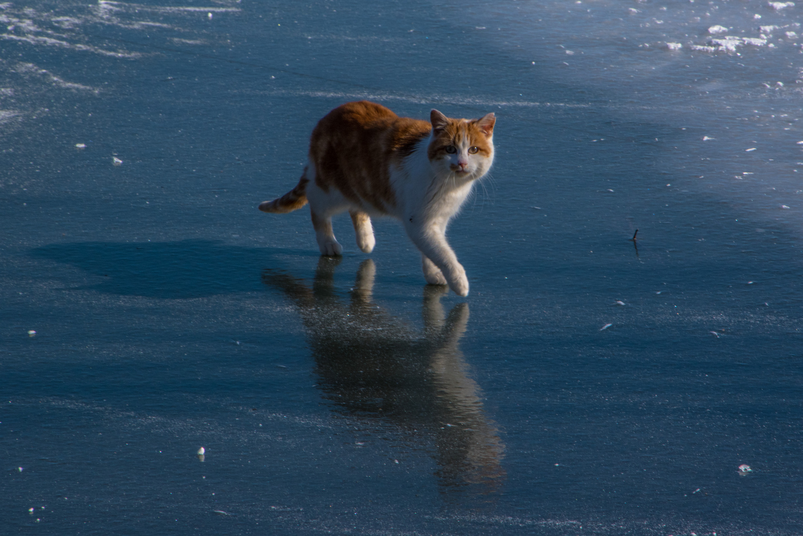 Zum Spiegeltag geht auch mal ne Katze übers Eis