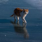 Zum Spiegeltag geht auch mal ne Katze übers Eis