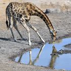 Zum Spiegeltag: im Etosha National Park (Namibia)