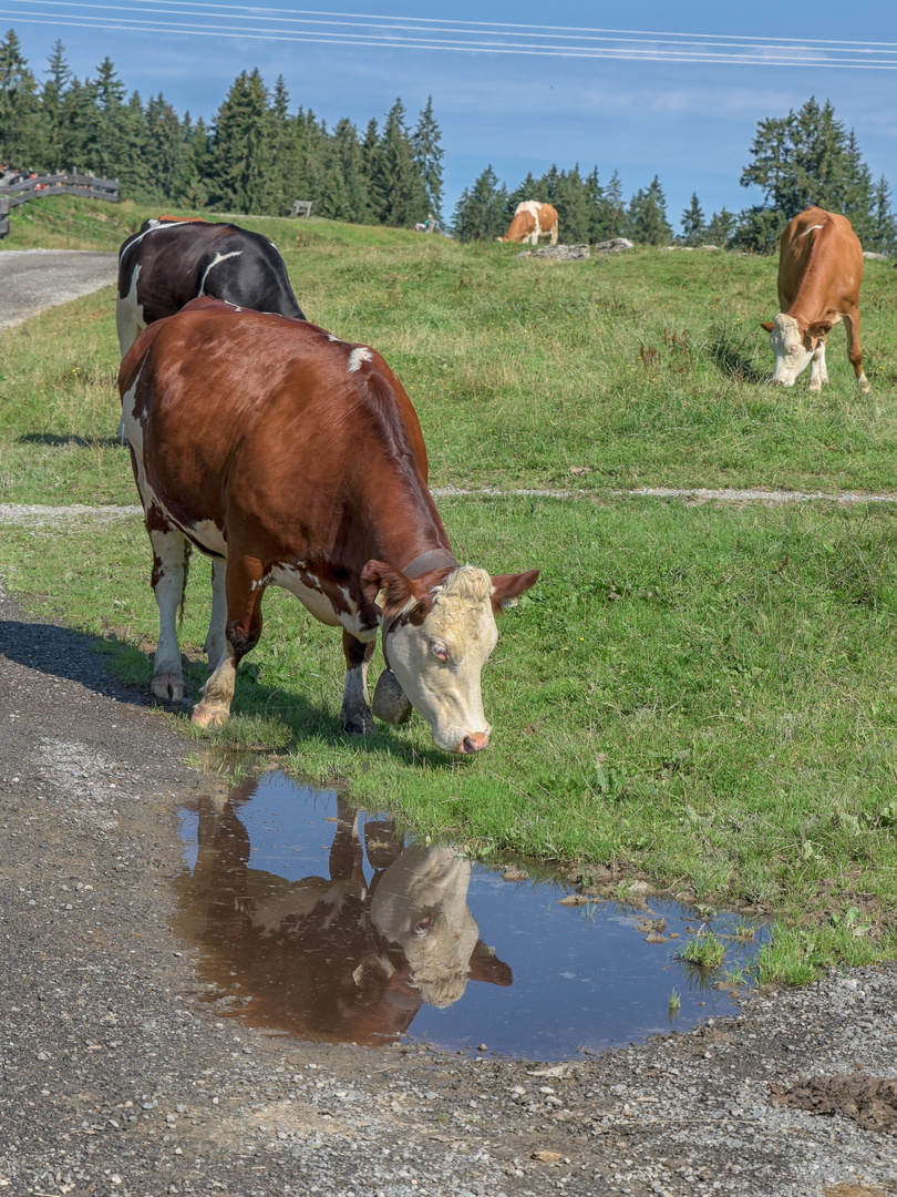 Zum Spiegeltag Kühe auf der Alm