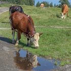 Zum Spiegeltag Kühe auf der Alm