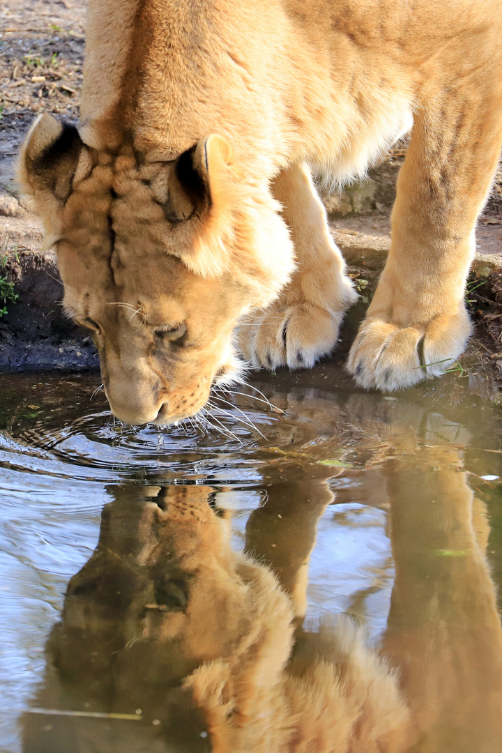 Zum Spiegeltag: Leo hat Durst ... :-))