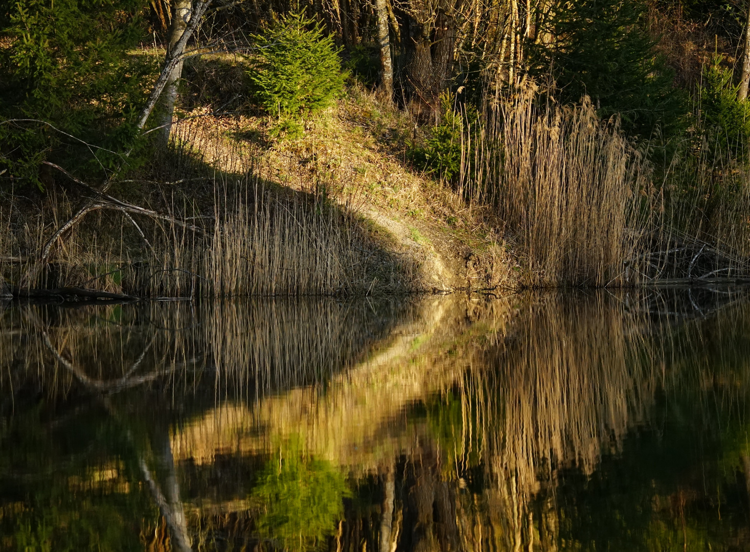 Zum Spiegeltag - Moosbergsee im Murnauer Moos