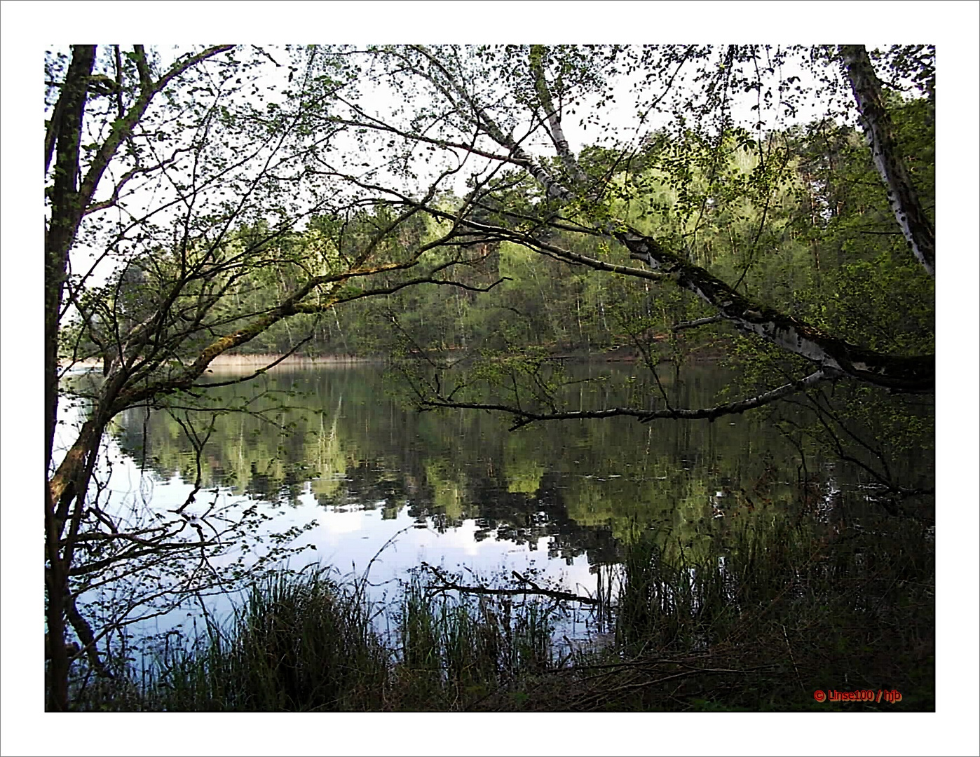 zum SPIEGELTAG:Brandenburgische Seen-2-am Großen Wukensee