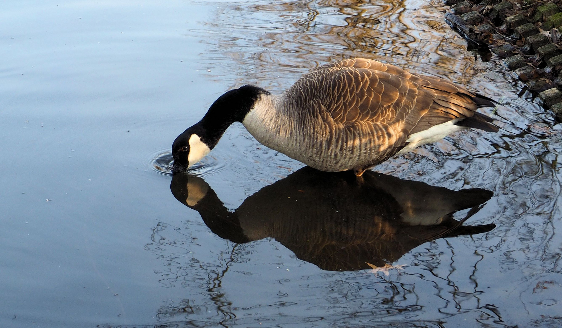 Zum Spiegeltag...eine Kanada Gans ...