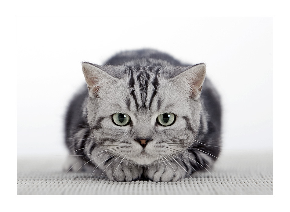 Zum Sprung Bereit Foto Bild Tiere Haustiere Katzen Bilder Auf Fotocommunity