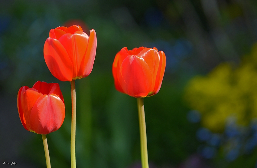 Zum Start ein Mittwochsblümchen