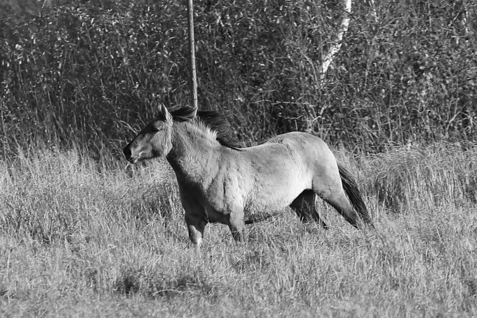 Zum SW-Freitag ein wildes Konik