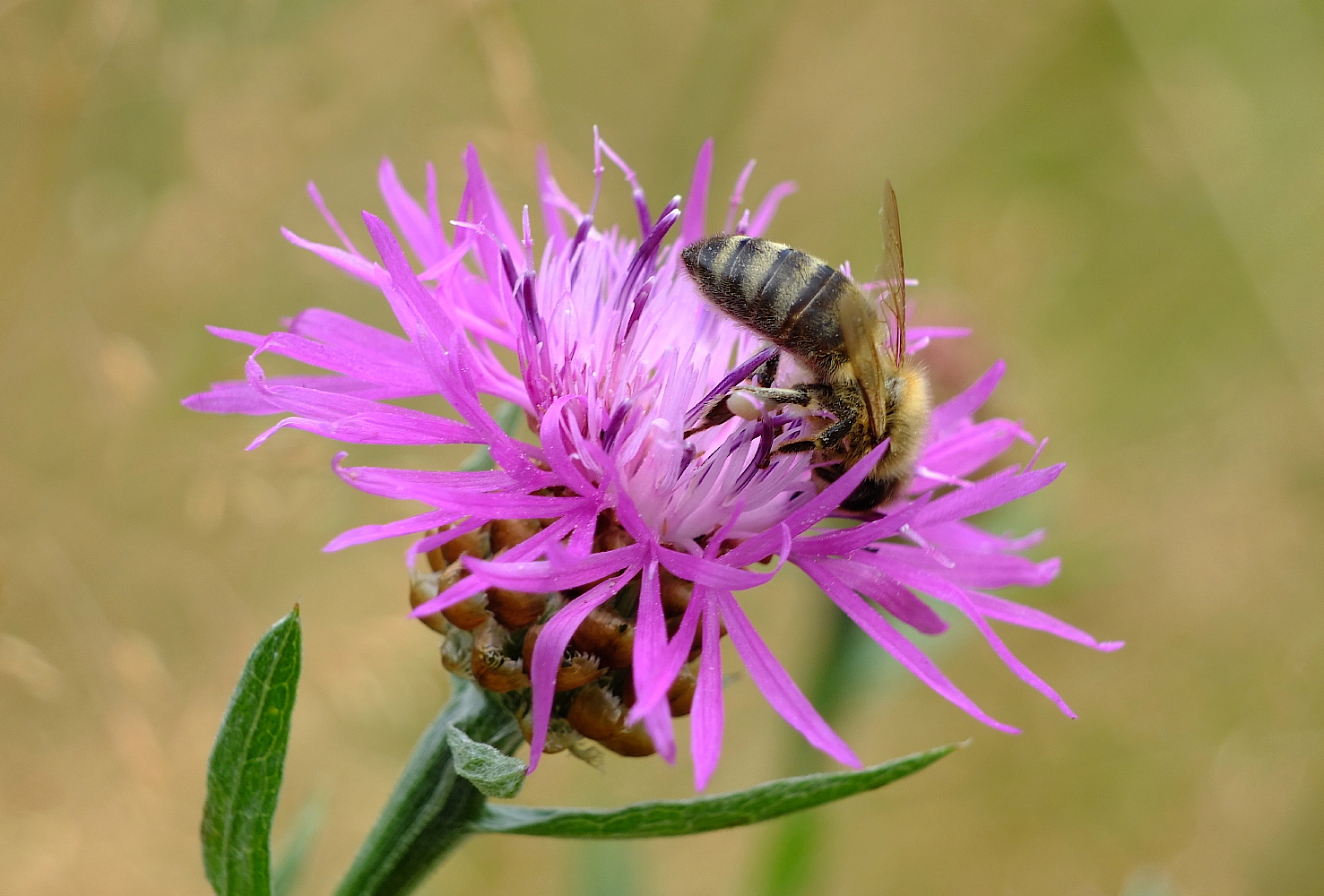 Zum Tag der Bienen