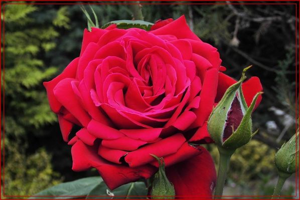 Zum Tag der Freundschaft