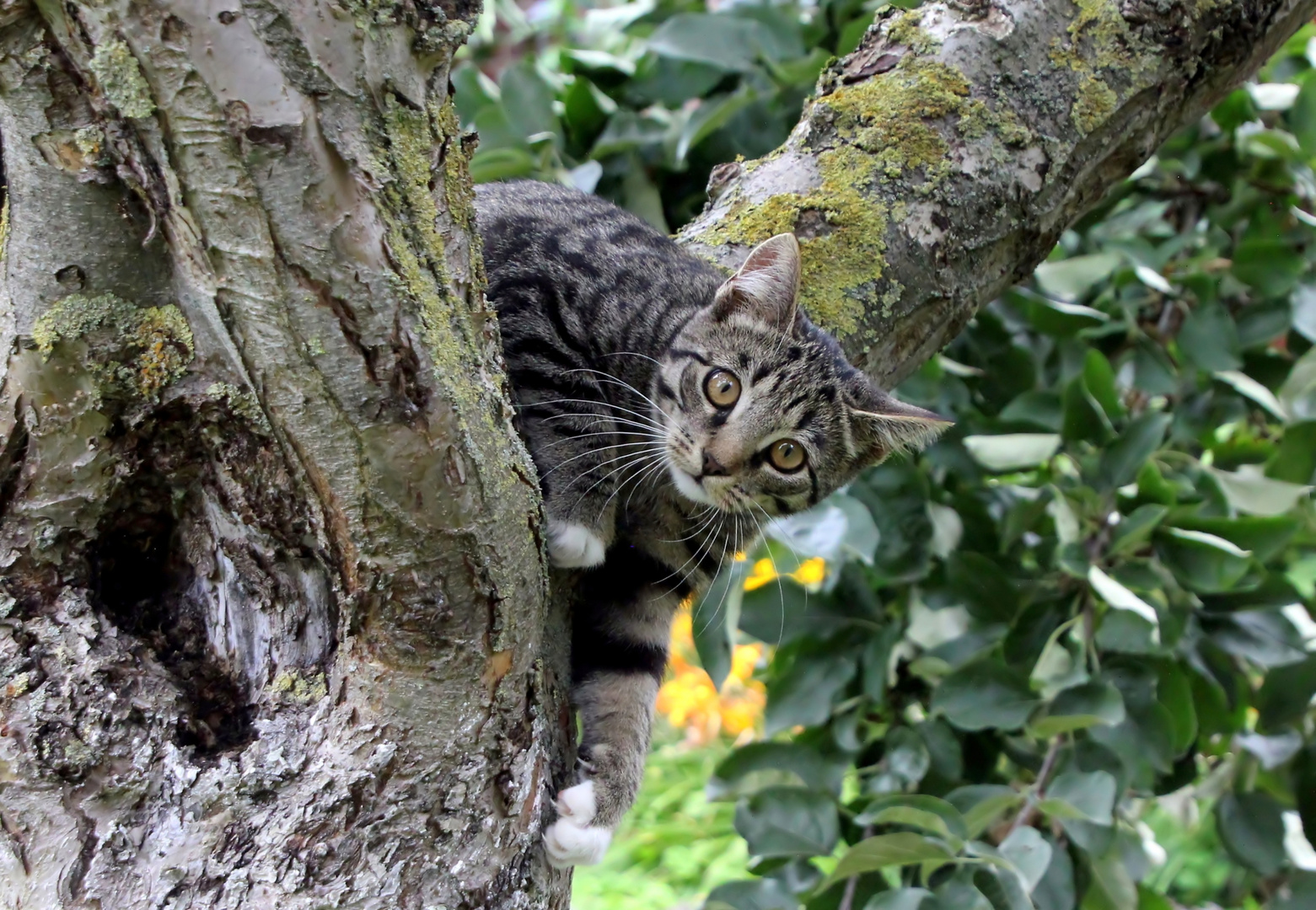 Zum Tag der Katze ...