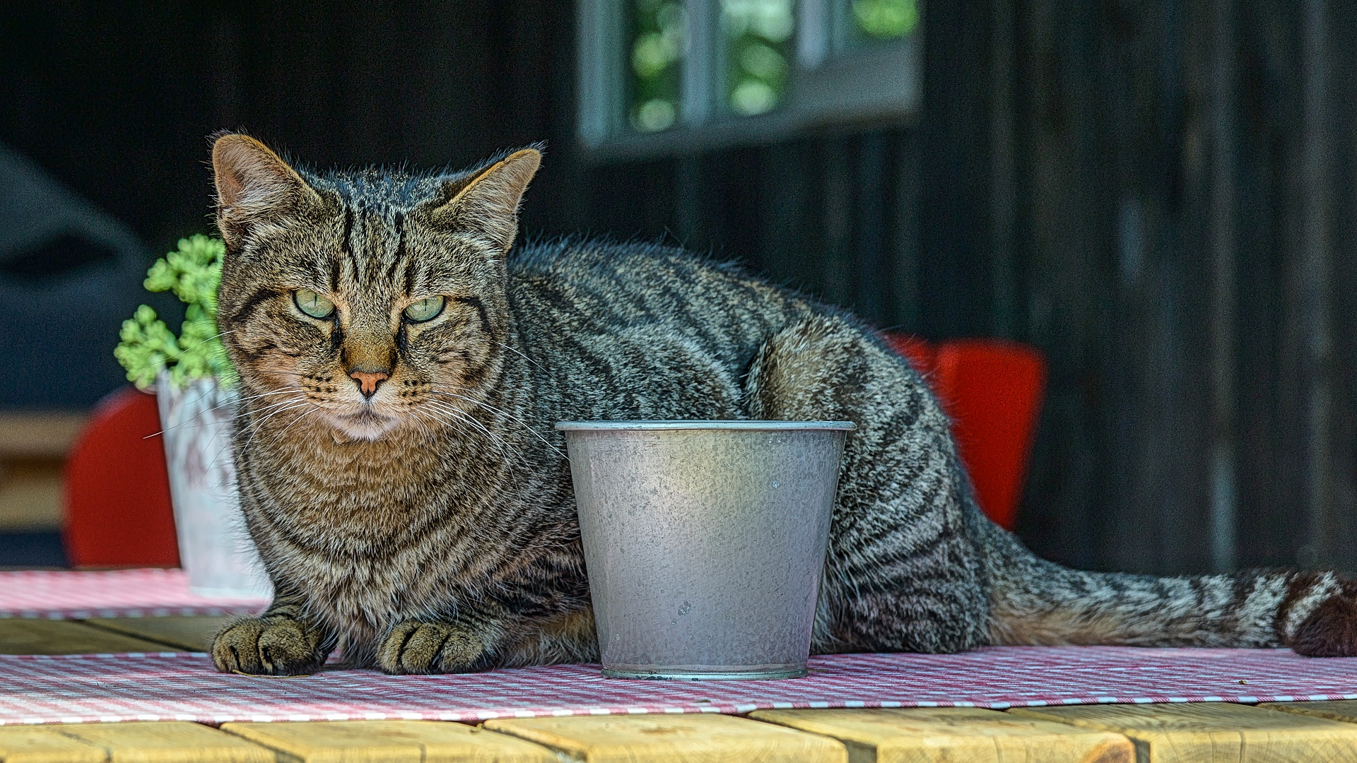 Zum Tag der Katzen