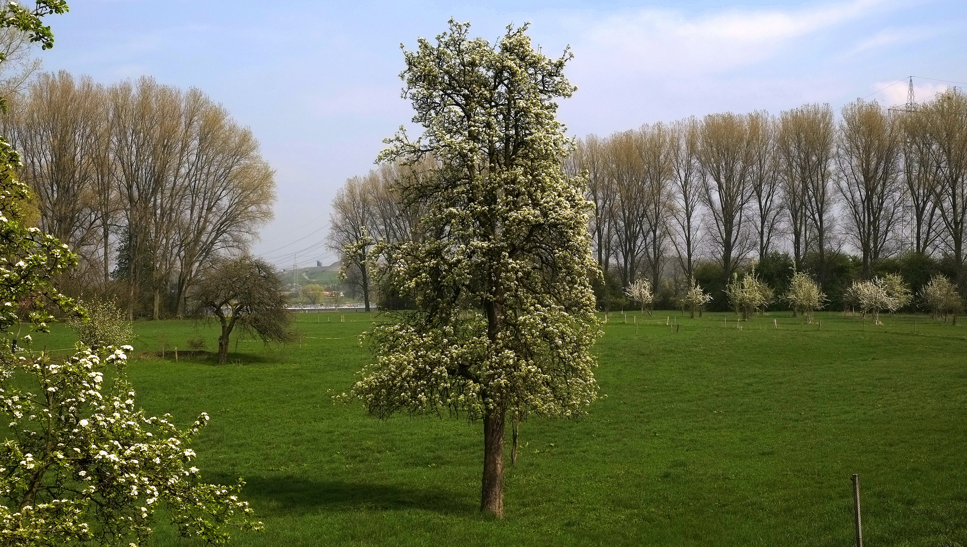 zum Tag des Baumes